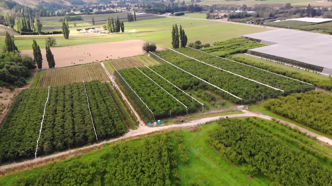 avión volando lejos de un gran huerto en el área rural de roxburgh, granja de frutas