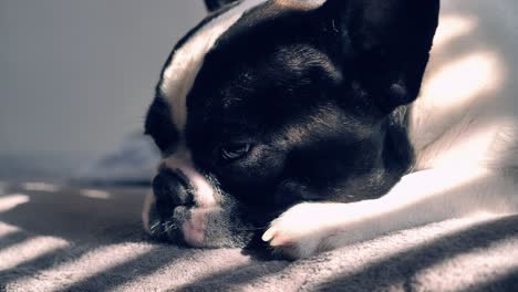 retrato de un cachorro melancólico