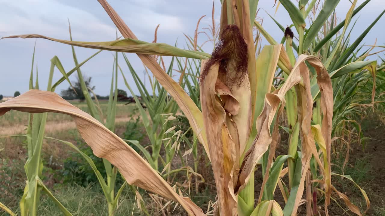 Macro close-up of a ripe corn cob growing in a field. Bright natural light reveals kernels and husk texture. Seasonal harvest and organic agriculture concept