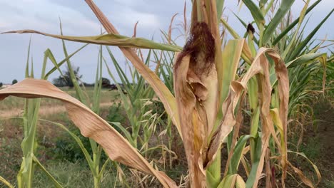 macro close-up of a ripe corn cob growing in a field. bright natural light reveals kernels and husk texture. seasonal harvest and organic agriculture concept
