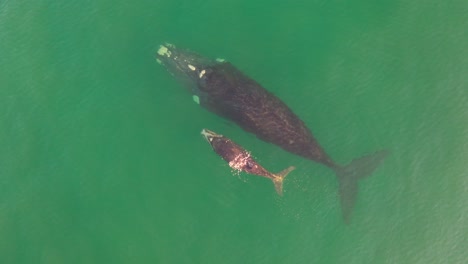 Aerial-view-of-Southern-Right-Whale-and-newborn-calf-in-False-Bay-at-Fish-Hoek,-South-Africa