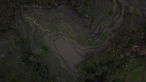 AERIAL:-Rice-terraces-in-Ubud-Bali