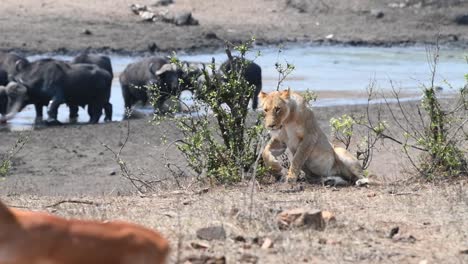 a lioness walking up to a bush before laying down, with a herd of cape buffalo walking through a waterhole in the background and an impala in the foreground, kruger national park