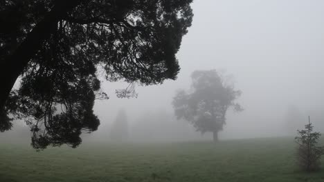 eerie foggy misty field with silhouetted trees