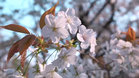 日本春季开花的美丽花朵 - - 樱桃花的近距离拍摄