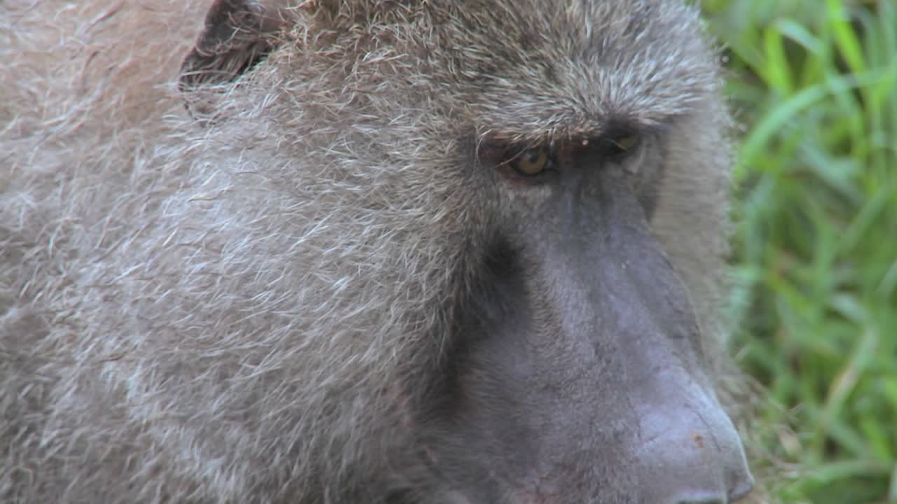 primer plano de una cara de babuino que tiene pulgas y garrapatas recogidas en un ritual de acicalamiento