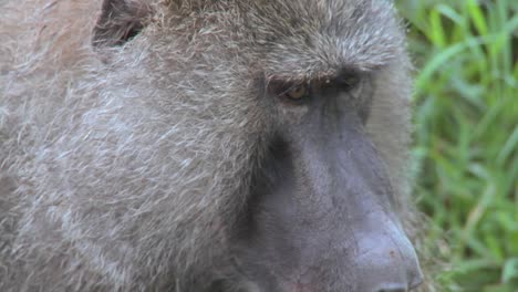 close up of a baboon face having fleas and ticks picked off in a grooming ritual