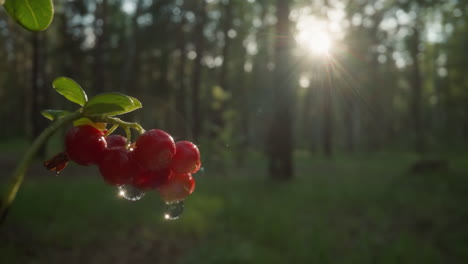 radiant sunlight through forest trees illuminating red berries with dew