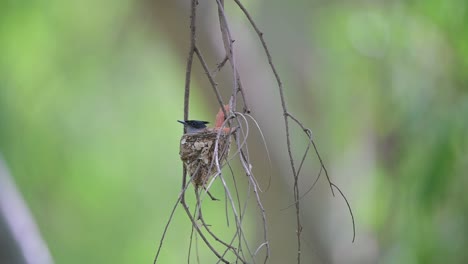el capturador de moscas del paraíso asiático incubando en el nido