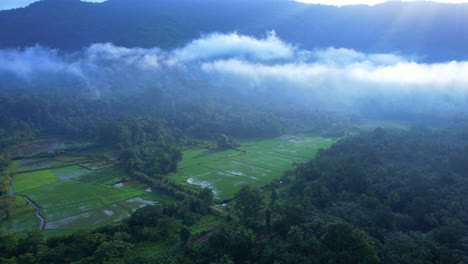paisaje del propio país de dios, niebla en la montaña, imágenes de drones en movimiento, campo de arroz, semillas de arroz maduras y hojas verdes, palakkad, kerala