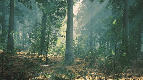 sunlight filtering through trees in a dense forest during early morning hours