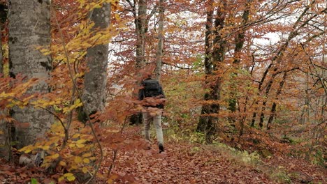 A-person-wearing-a-backpack-walks-away-from-the-camera-with-a-tree-in-the-foreground-and-background-covered-in-stunning-orange-fall-colours-in-autumn-season