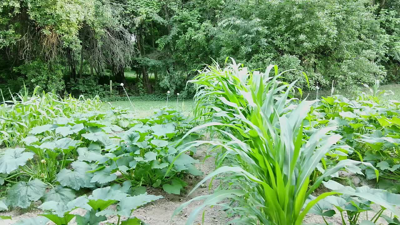 barrido de jardín de izquierda a derecha