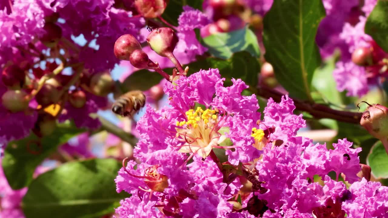 A bee actively explores bright pink flowers, showcasing nature's intricate beauty and pollination process.