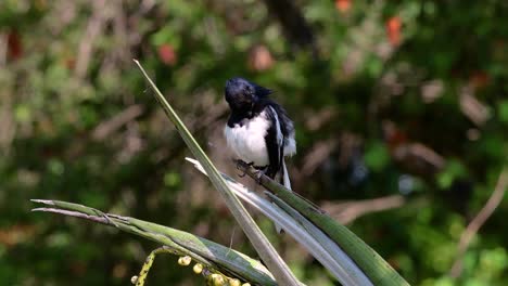 The-Oriental-magpie-robin-is-a-very-common-passerine-bird-in-Thailand-in-which-it-can-be-seen-anywhere