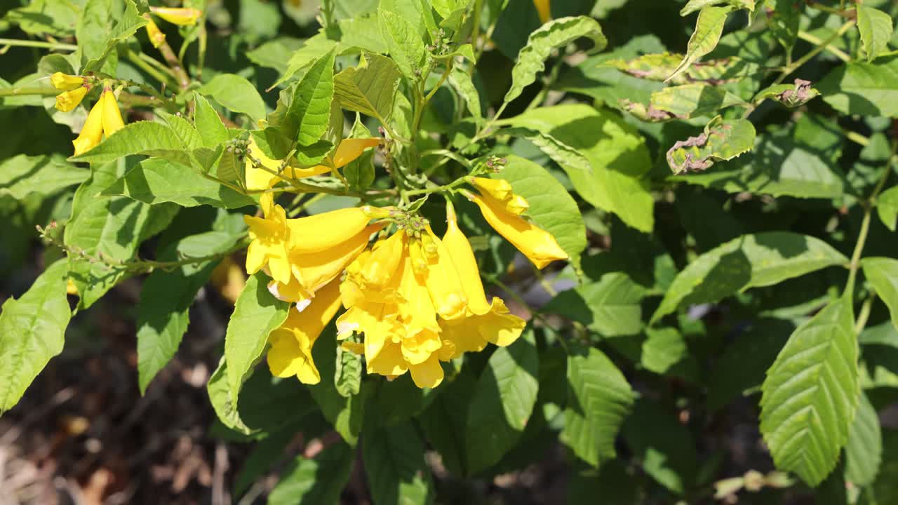Vibrant yellow flowers on a sunny day