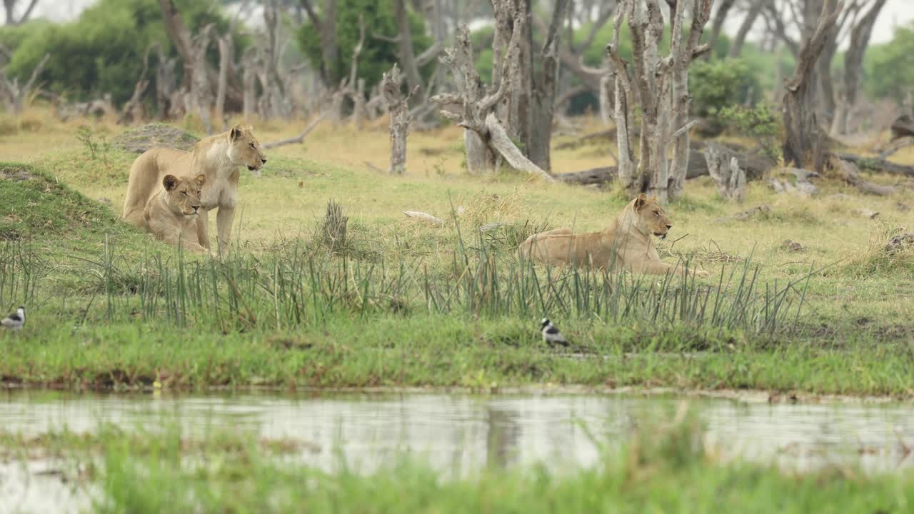 보츠와나 콰이 거리를 바라보며 강 옆에 누워 있는 암사자 세 마리의 와이드 샷