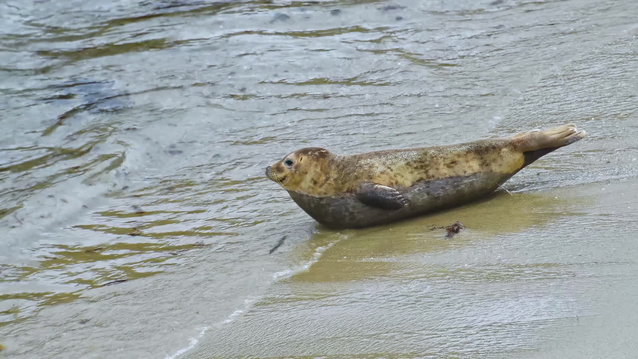 Young harbor seal crawling to the water and raises his tail and head with the arrival of an ocean wave