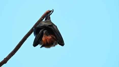 Lyle's-Flying-Fox,-Pteropus-lylei,-Saraburi,-Thailand