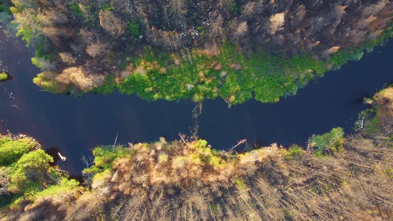 un río rodeado de vegetación verde y marrón bajo la brillante luz del sol
