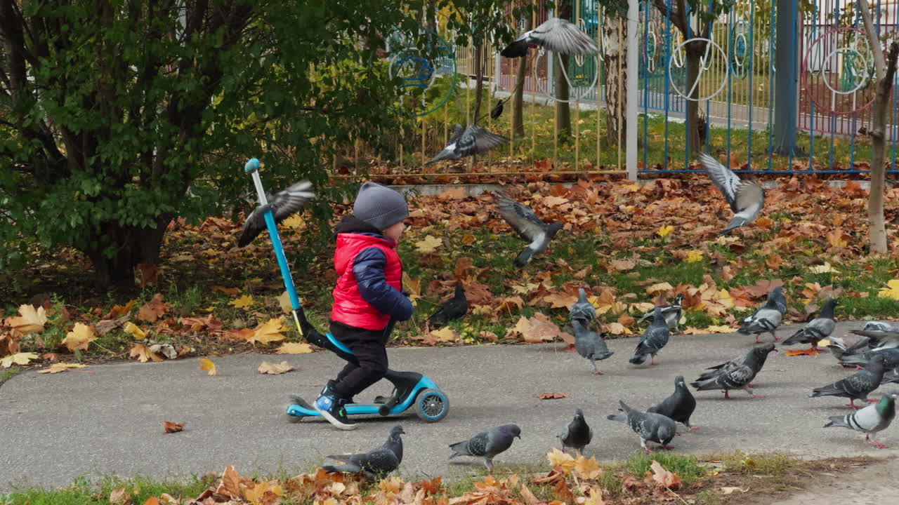 Group of pigeons are on the asphalt paths. Little toddler boy rides on his scooter and scares off the birds.