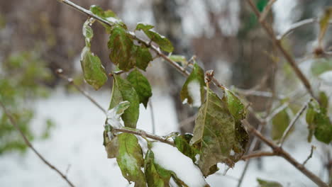 close-up of winter vegetation, with a frozen leaf and dry plants gently swaying in the wind, set against a softly blurred snowy background