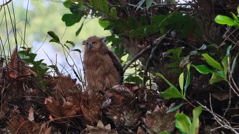 Sitzt-Auf-Einem-Nest-Aus-Blättern-Und-Zweigen-Und-Passt-Seine-Flügel-An,-Buffy-Fish-Eule-Ketupa-Ketupa,-Thailand