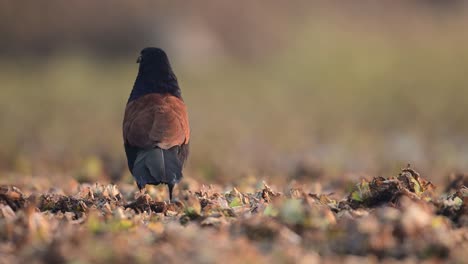 closeup of greater coucal in morning