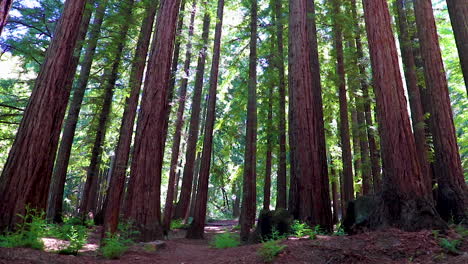 video fijo del sol de verano brillando a través de un atrio de árboles en el sendero saratoga en el norte de california