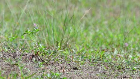 El-Abejaruco-De-Cabeza-Castaña-Excava-Un-Nido-En-Un-Alto-Montículo-De-Hierba-En-Un-Lugar-Específico-Donde-Abundan-Las-Abejas-Y-Otros-Insectos