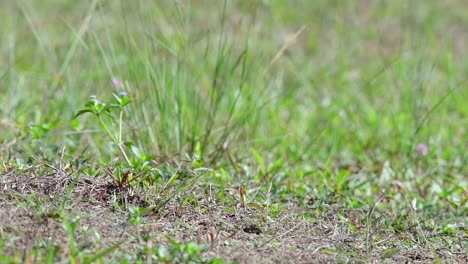 el abejaruco de cabeza castaña excava un nido en un alto montículo de hierba en un lugar específico donde abundan las abejas y otros insectos
