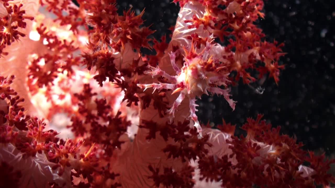 dedronephthya라고 불리는 다채로운 부드러운 산호에 앉아 있는 부드러운 산호 게, 밤에는 중간에서 클로즈업 샷, 물 속의 플랑크톤