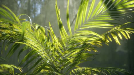 bright-light-shining-through-the-humid-misty-fog-and-jungle-leaves