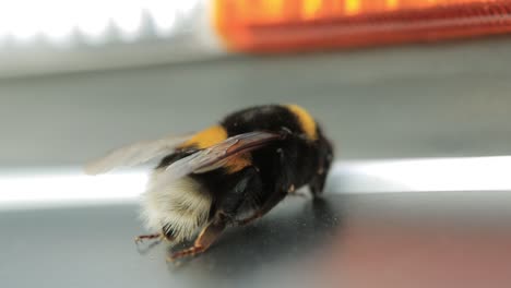 bumblebee on a car