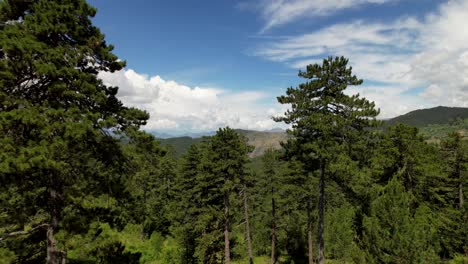 Paradise-landscape,-wild-pine-forest-and-beautiful-clouds-on-blue-sky-in-Voskopoja