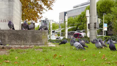 huge crowd of pigeons chilling in the city minding their own business and flying away