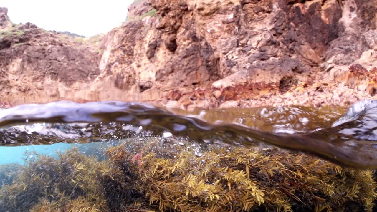 Kelp på vattenytan i Nya Zeeland