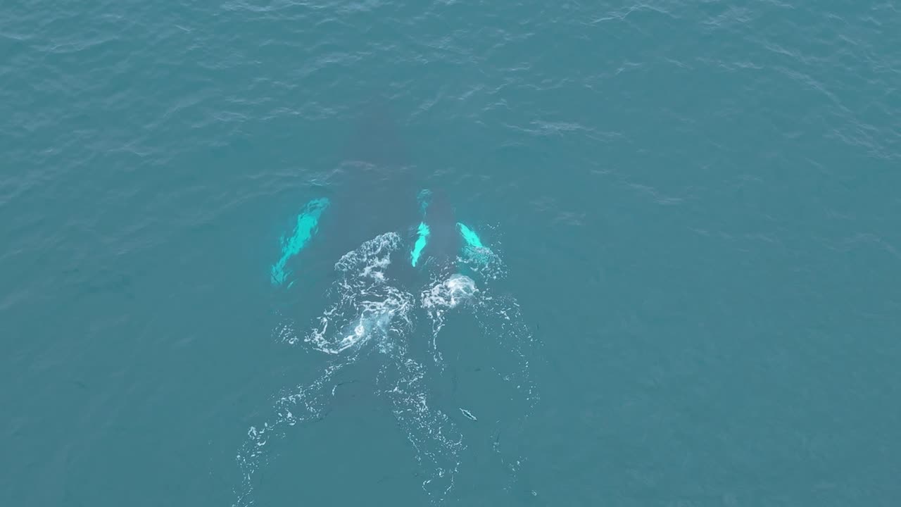 Fixed drone view of humpback mother and calf resting calmly near the surface