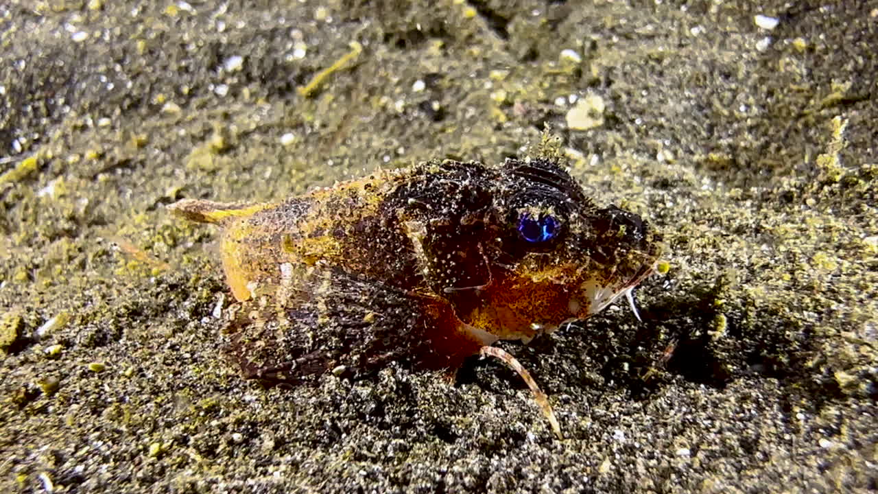 pez picador de cabeza áspera emboscando a su presa durante la noche