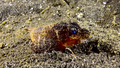 rough-head sting fish ambushing prey during night