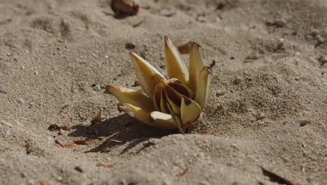 Vaina-De-Semillas-En-Una-Playa-De-Hawaii