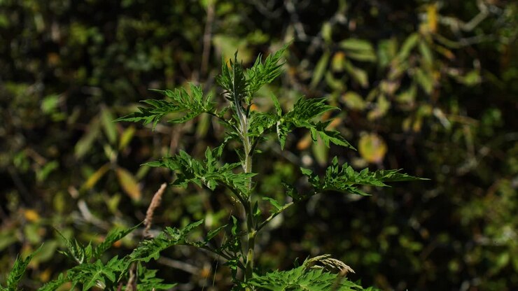 Static view of sharp pointed spiky dark green leave trees with thin branch