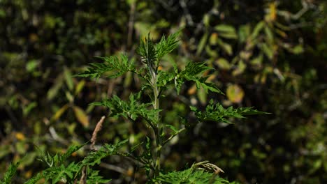 Static-view-of-sharp-pointed-spiky-dark-green-leave-trees-with-thin-branch