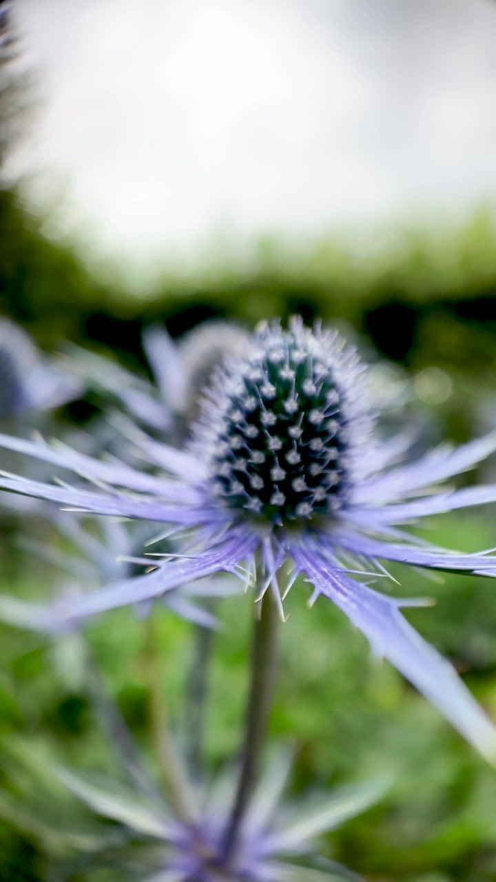 Il fiore di cardo marino Eryngium riempie l'inquadratura in un primo piano macro ravvicinato, rivelando le sue brattee blu appuntite e il cono centrale texturizzato. Video verticale
