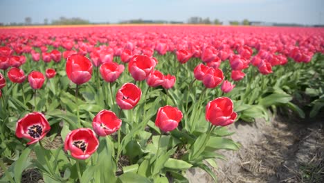 campo con tulipanes rojos en holanda