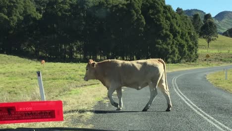 cow on the road australian outback