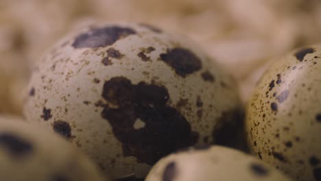 primer plano de huevos de codorniz
