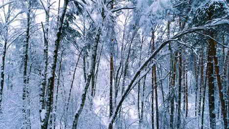 Verschneite-Äste-Im-Wald.-Wintermärchen-Hintergrund