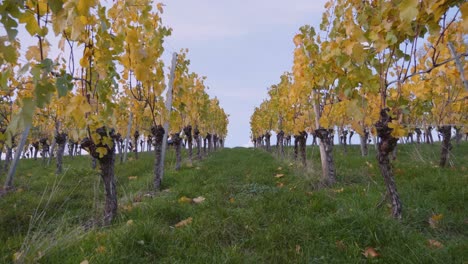 pov walking forward uphill through huge colourful vineyard and yellow grapevines during autumn in stuttgart, germany in 4k