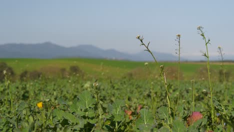 beautiful green field just sown with blue sky and trees in the background and mountains